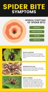 symptoms of spider bite